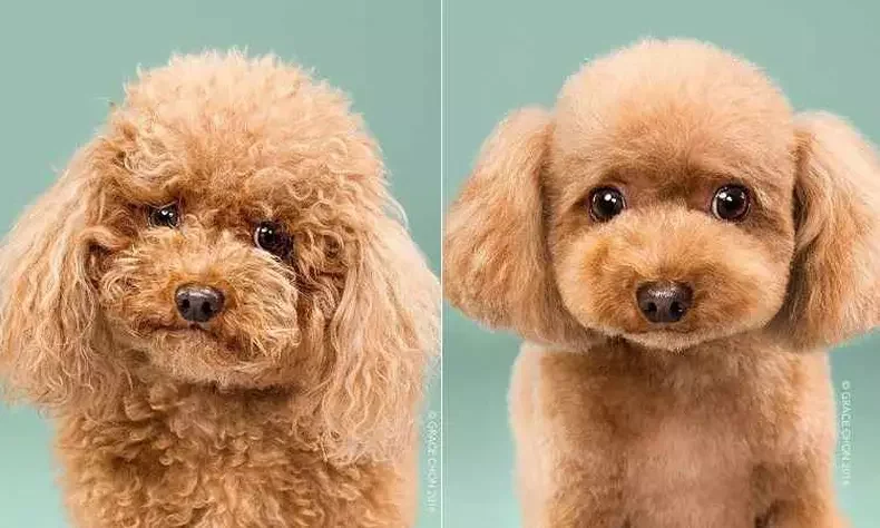 Antes e Depois Tosa 3